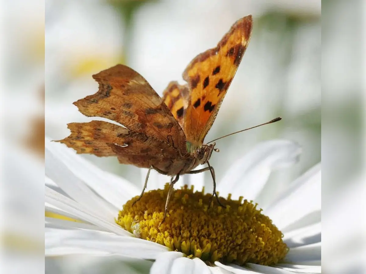 philippe thiennaud papillon marguerite (1)