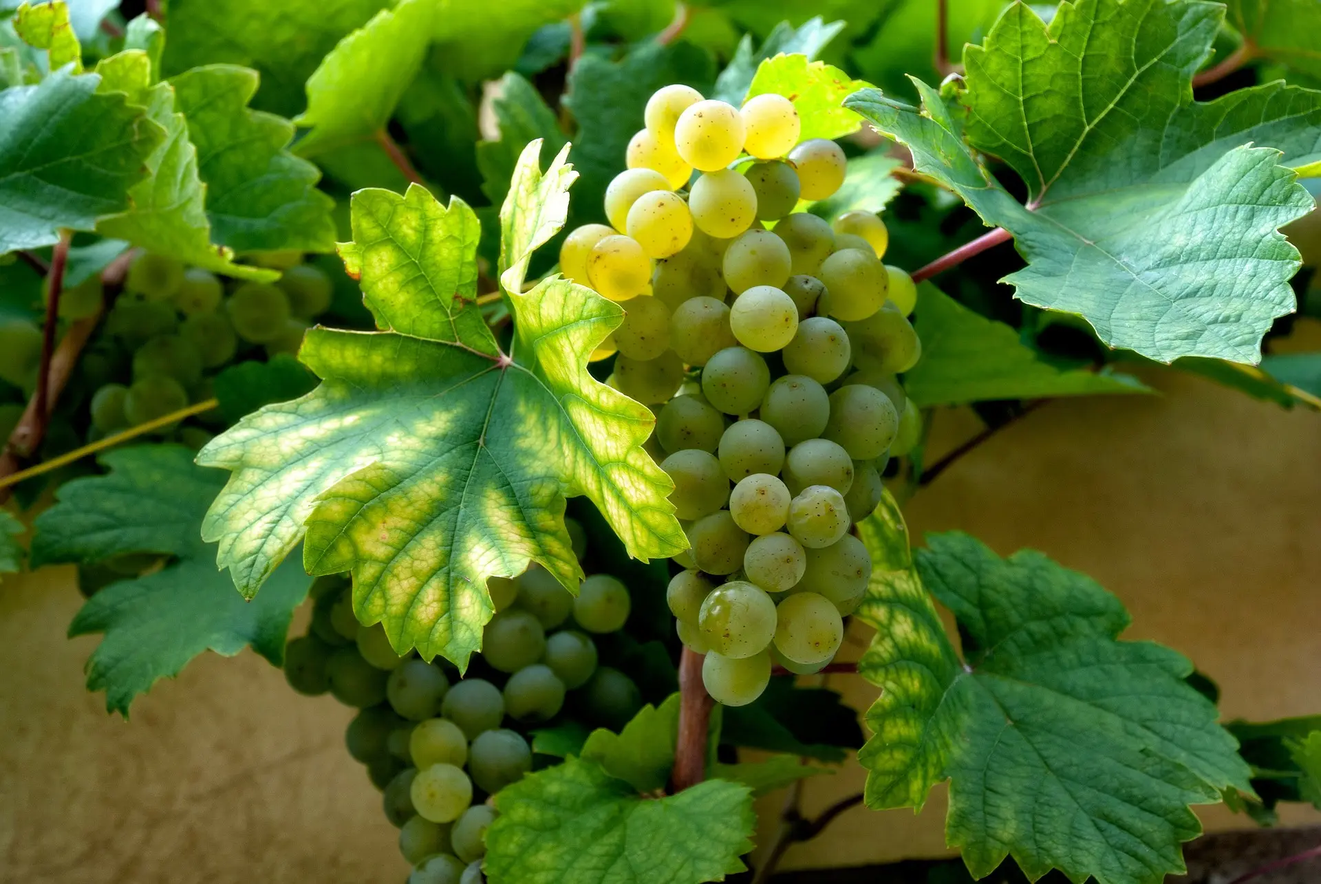 Raisin blanc