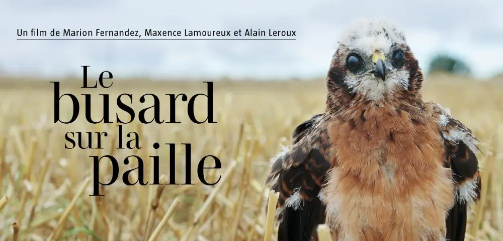 LE BUSARD SUR LA PAILLE