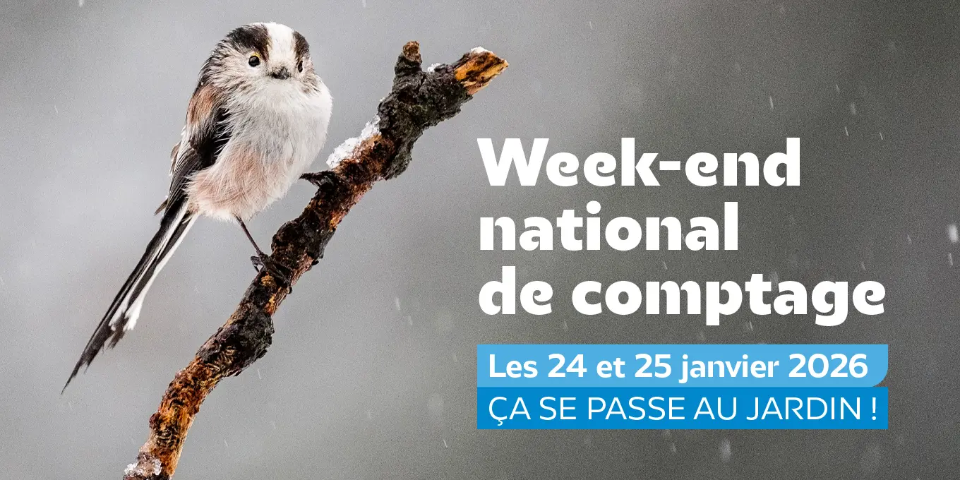Comptage national des oiseaux des jardins & initiation au comptage ...