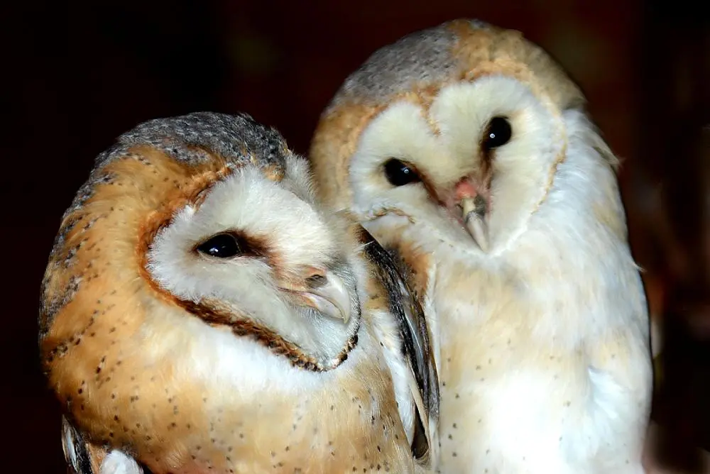 effraies-michel_jamar