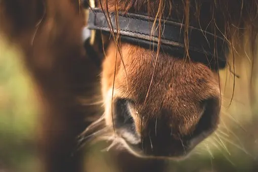 Cheval poney