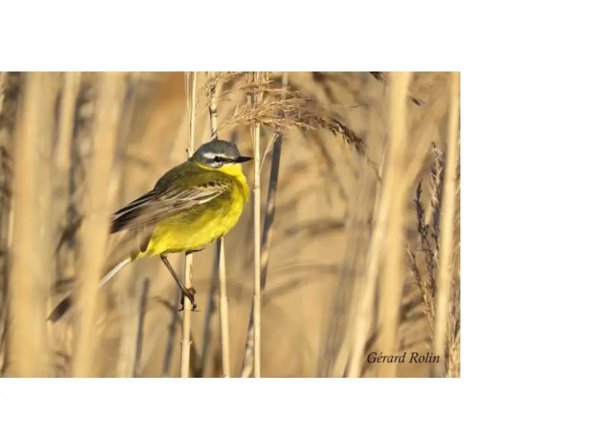 image oiseau_page-0001