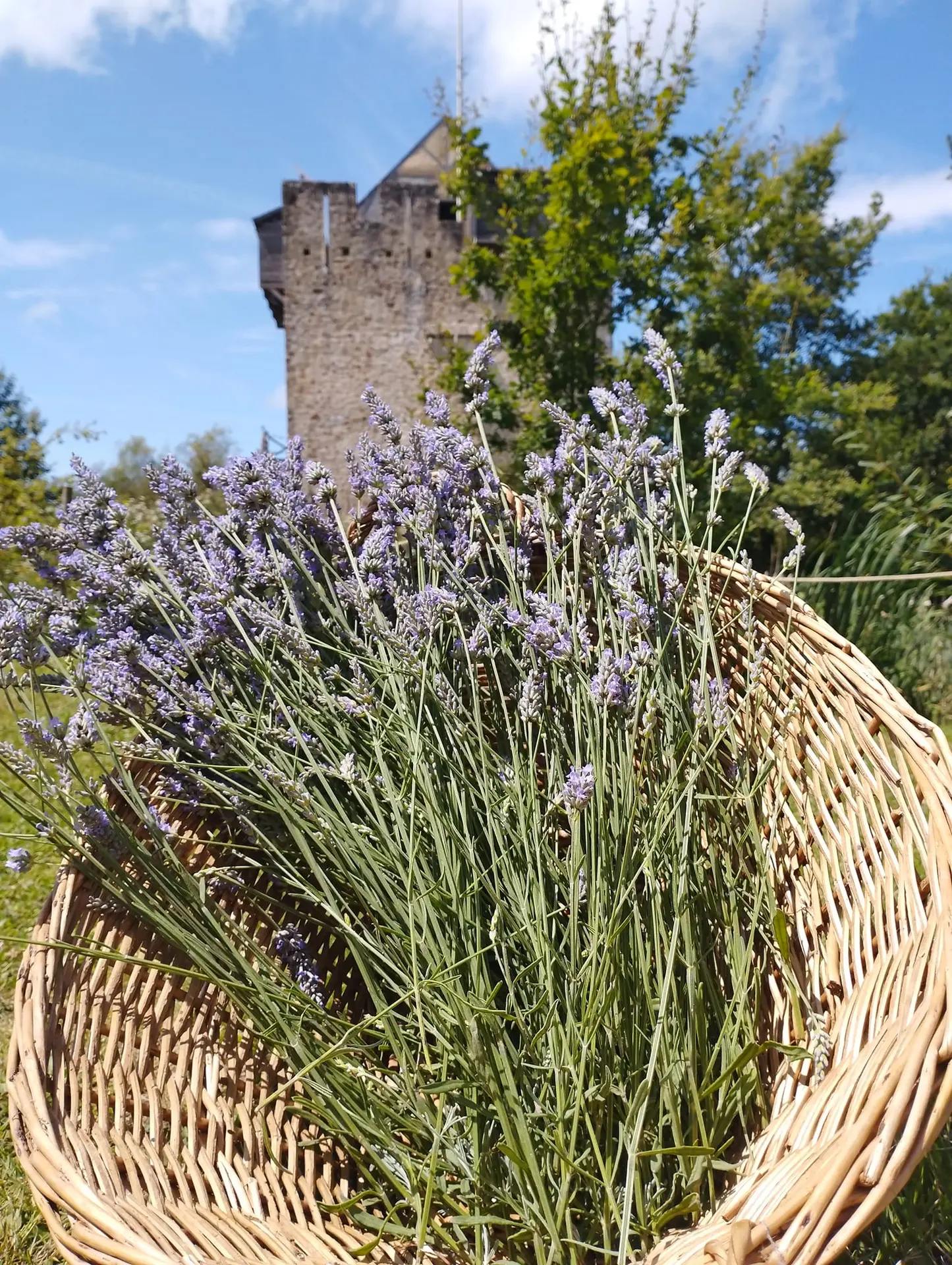 Mesnie de laFerté Clairbois - lavande