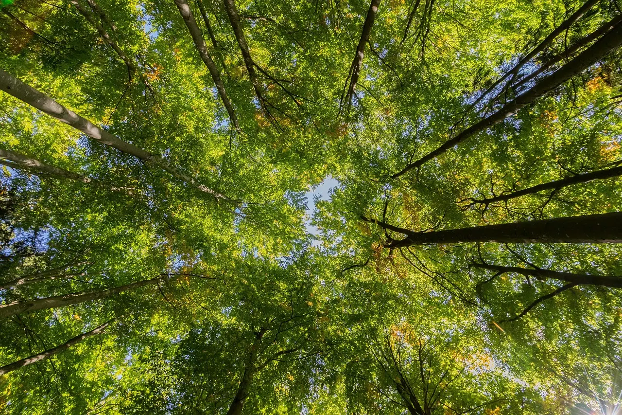 Bain de Forêt à Fontaine Daniel