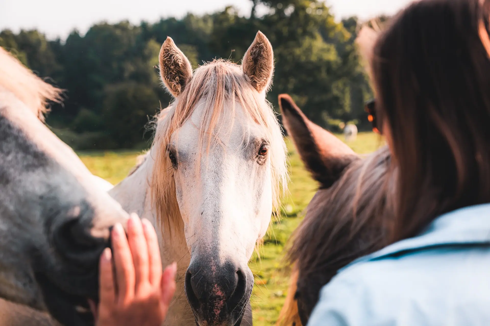 visite avec cheval