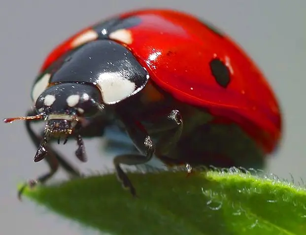 Coccinelle_(1)
