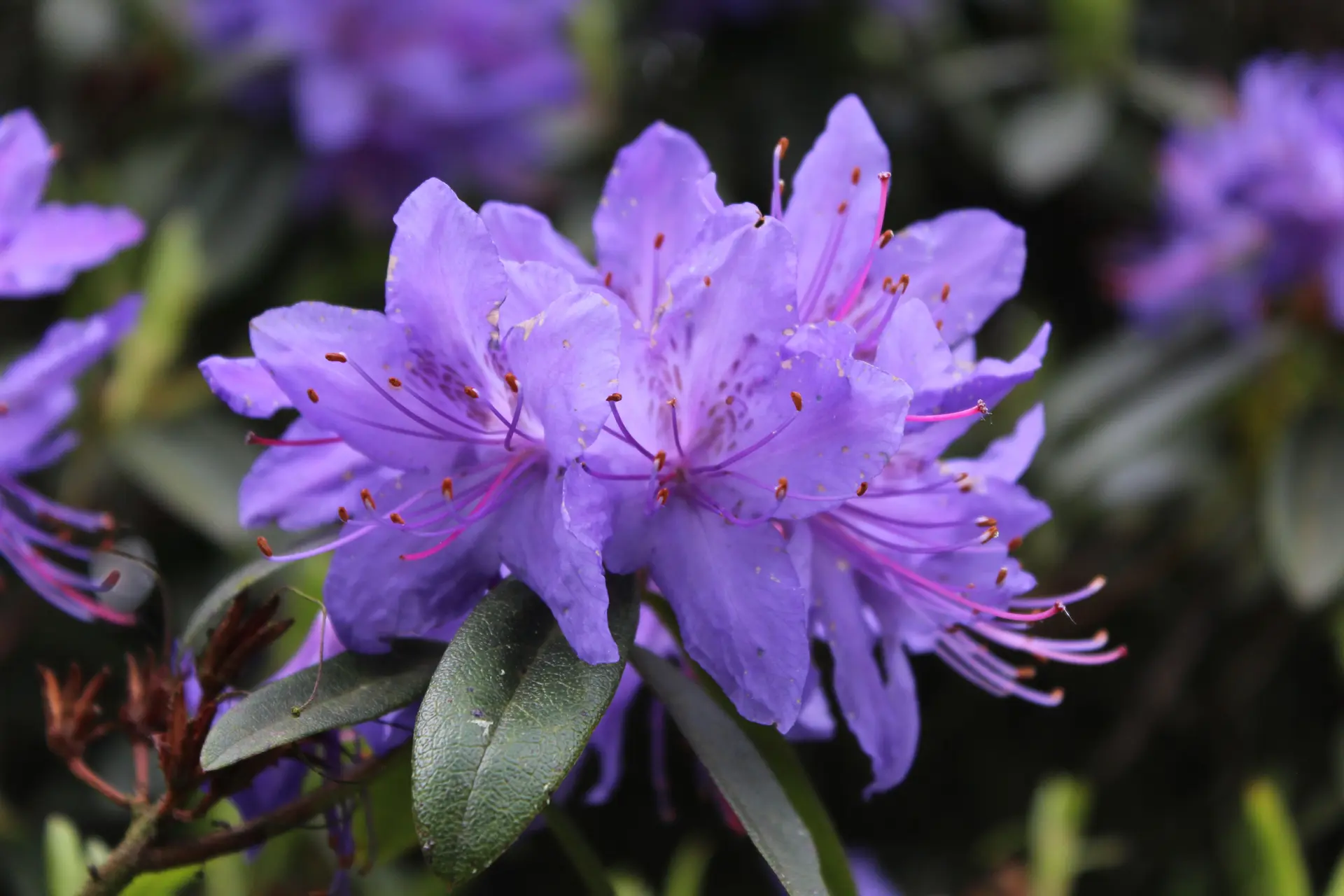 Les Jardins des Renaudies Annonce Fête de Printemps 080522 (6)
