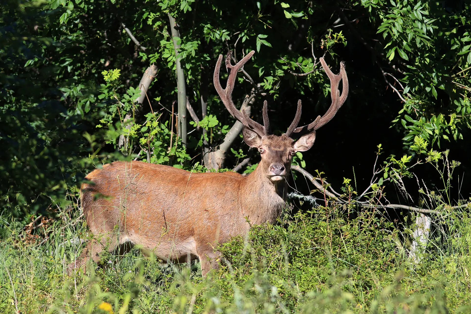 Cerf élaphe