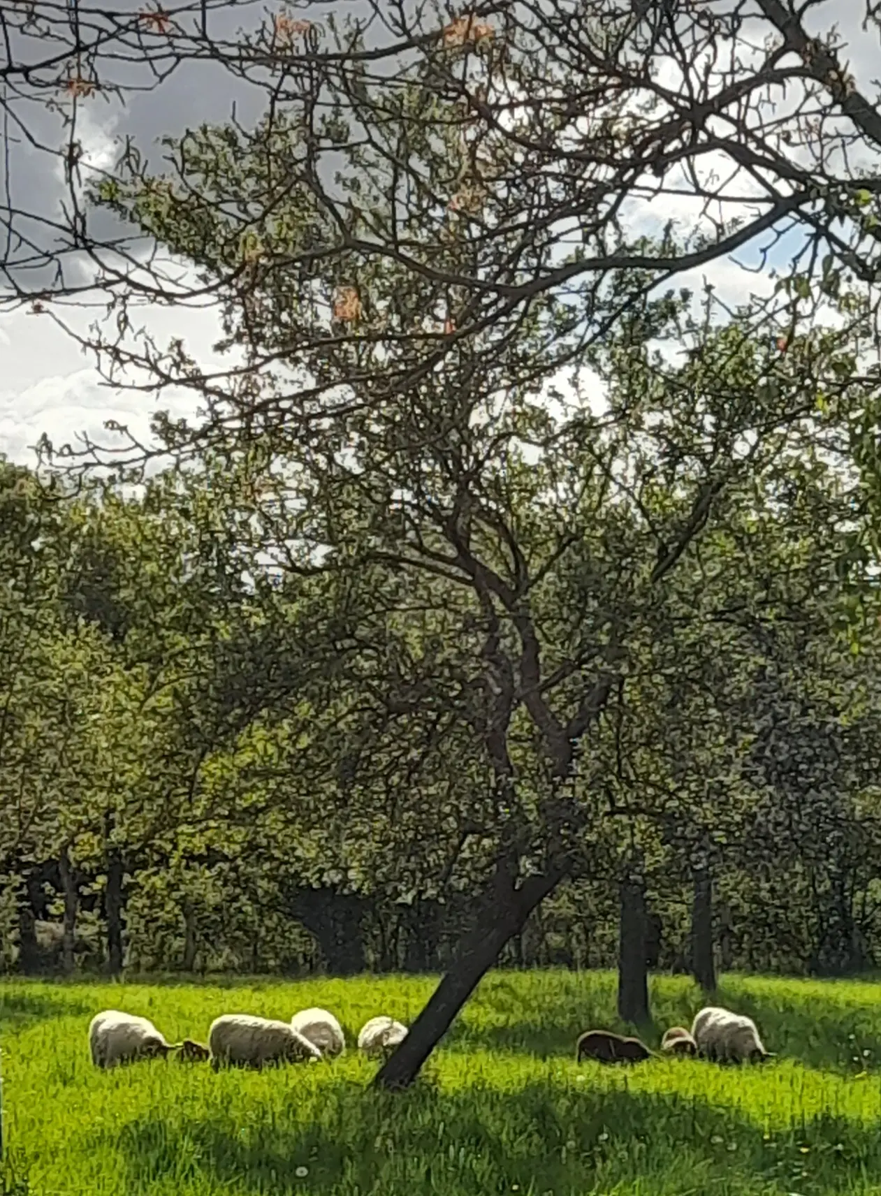 Vitrail à la Ferme - Atelier du Bleu Mouton