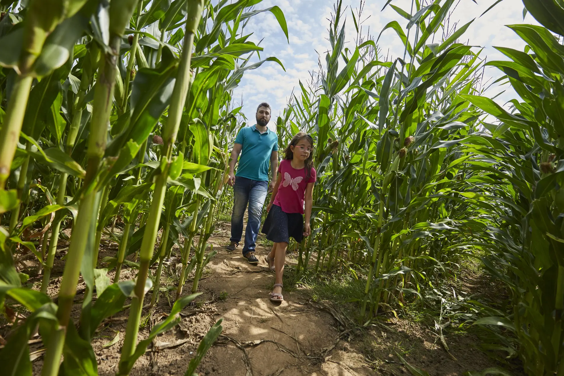colombiers du plessis labyrinthe de mais jardins des renaudies 53 (54) © PRISMA - Bocage Mayennais
