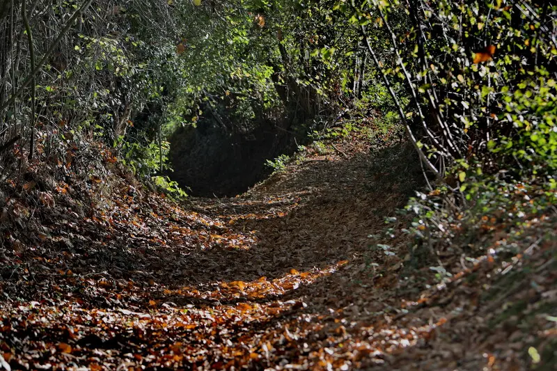 p57-Dominique_VERNIERChemin_creux_en_foret-CP-_-_CD_53-10007875-800px