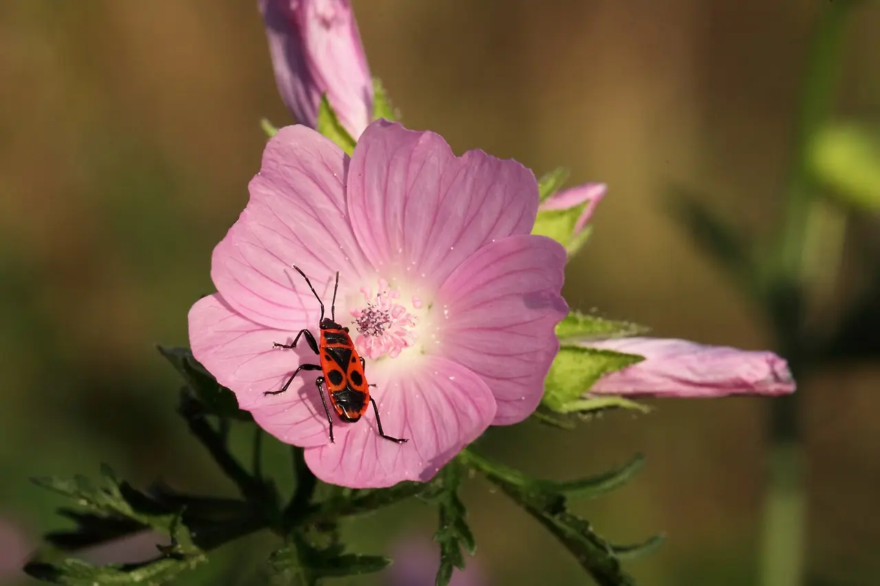 Animations Petites Bêtes, Amies du jardinier Les Jardins des Renaudies 3
