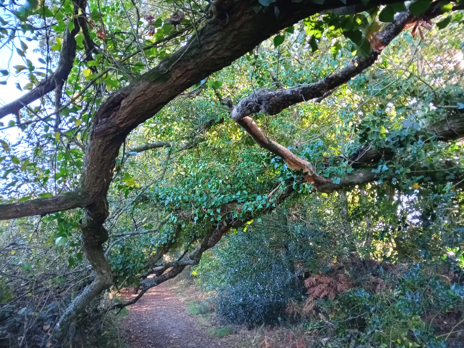 Balade contes et créations de nature