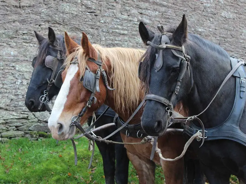 Calèche_de_Brocéliande_balade_contes_Tréhorenteuc_DestinationBrocéliande2