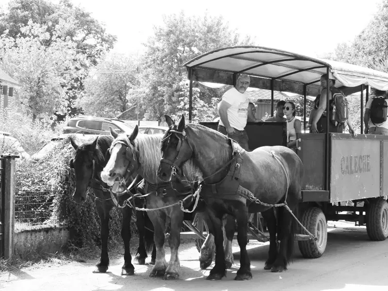 Calèche_de_Brocéliande_balade_contes_Tréhorenteuc_DestinationBrocéliande3