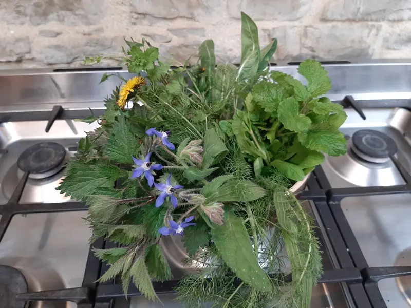 ateliers_plantes_comestibles_cuisine_yoga_MaisonMorgane_DestinationBroceliande