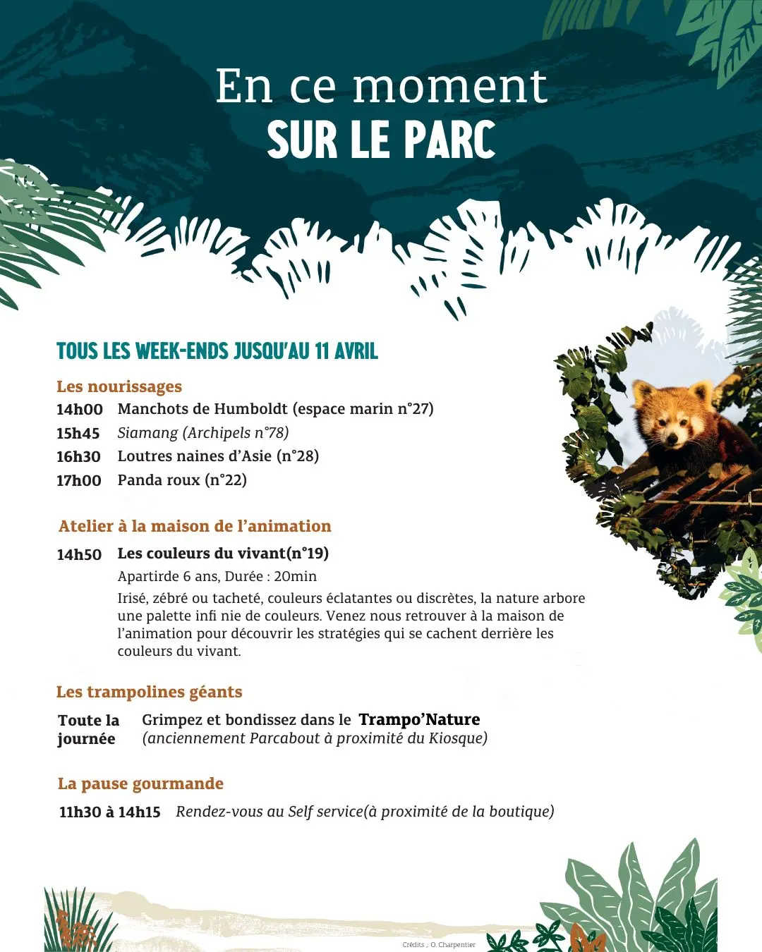 programme d'animations