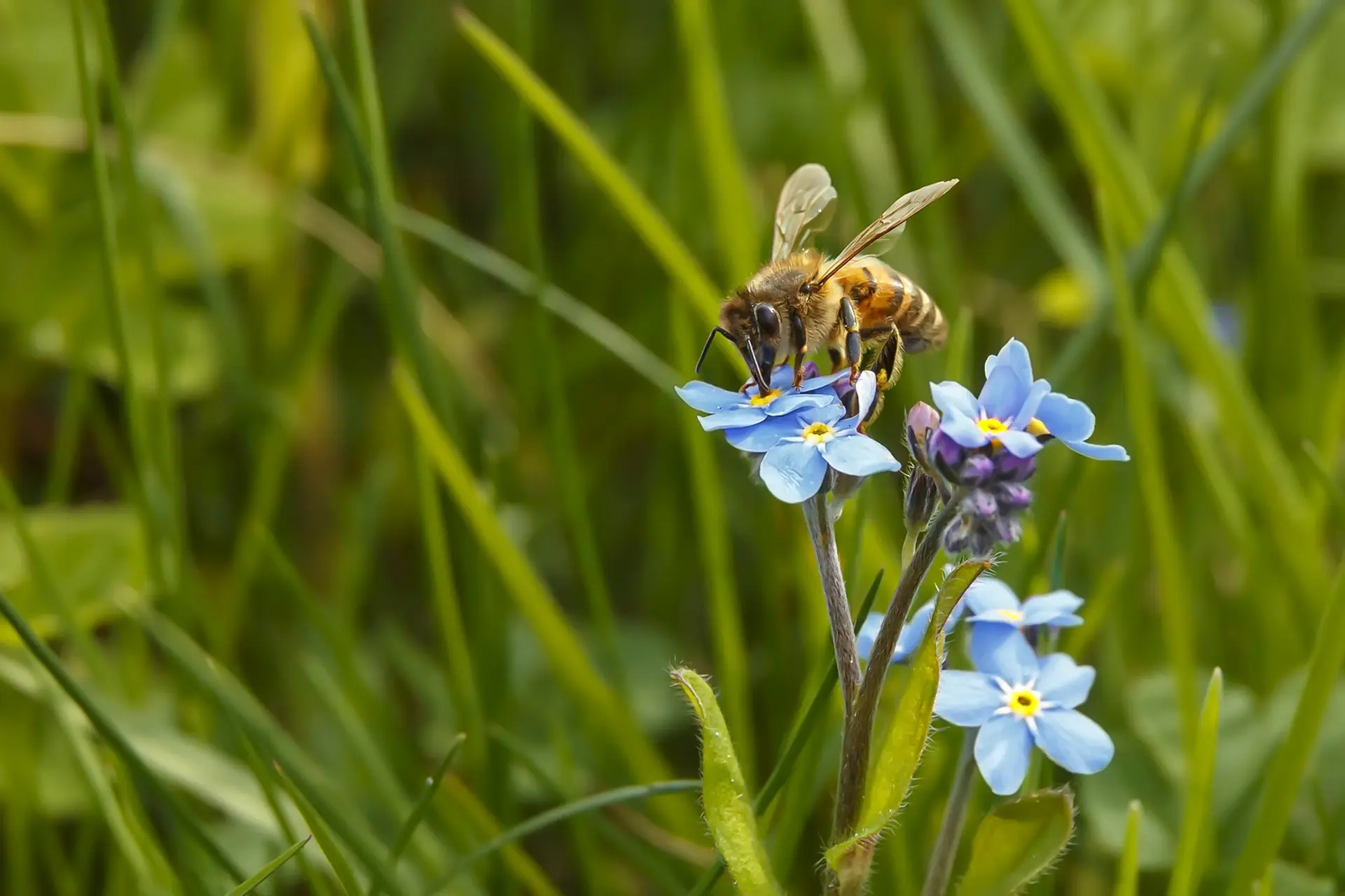 9.bombe de graines et biodiversité