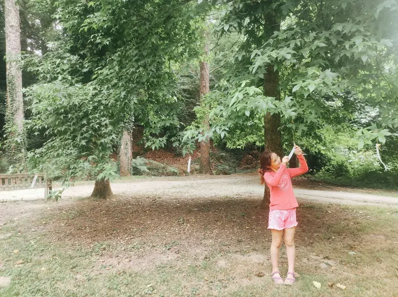 magikforest_balade_botanique_Josselin_DestinationBrocéliande