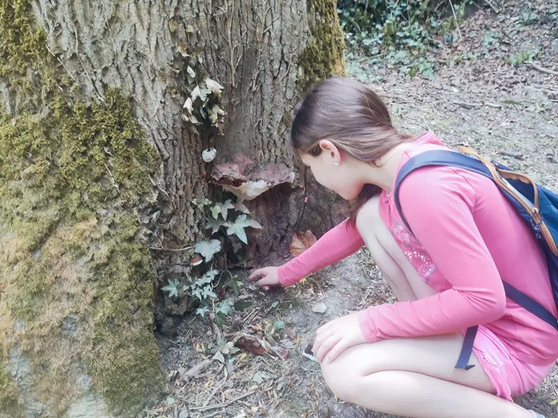 magikforest_balade_botanique_Josselin_DestinationBrocéliande
