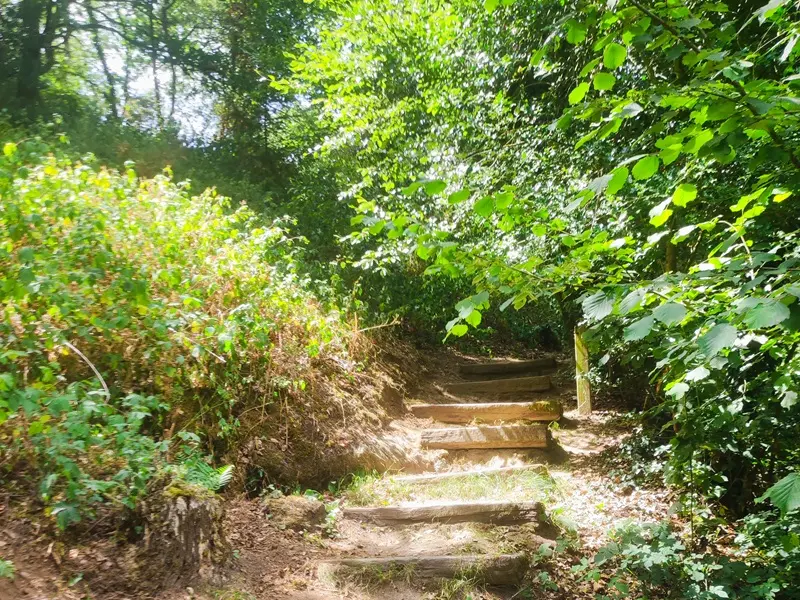 magikforest_balade_botanique_Josselin_DestinationBrocéliande