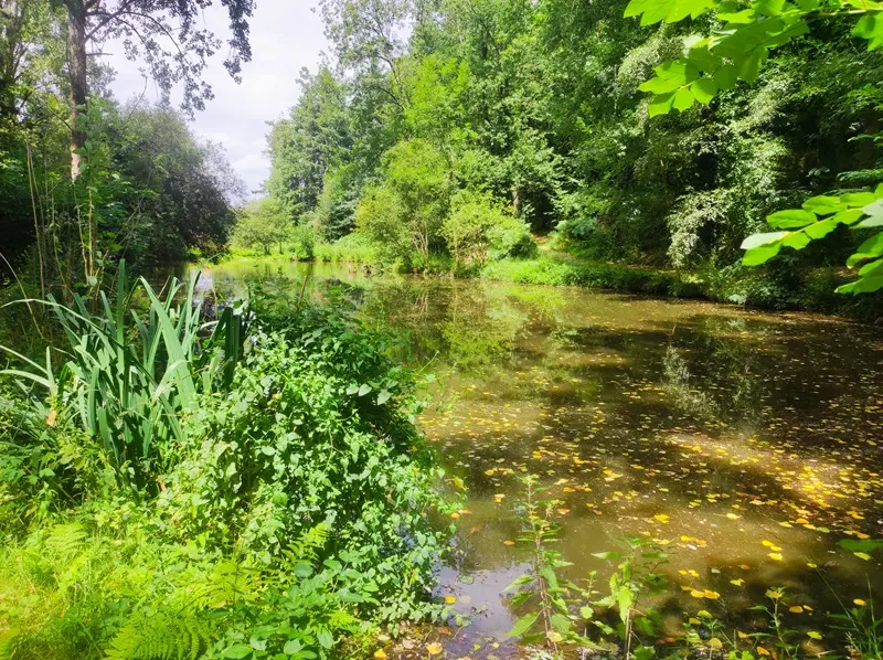 magikforest_balade_botanique_Josselin_DestinationBrocéliande