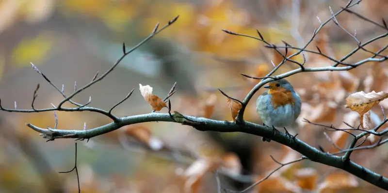 Le murmure des feuilles par Jean-Marie Séveno