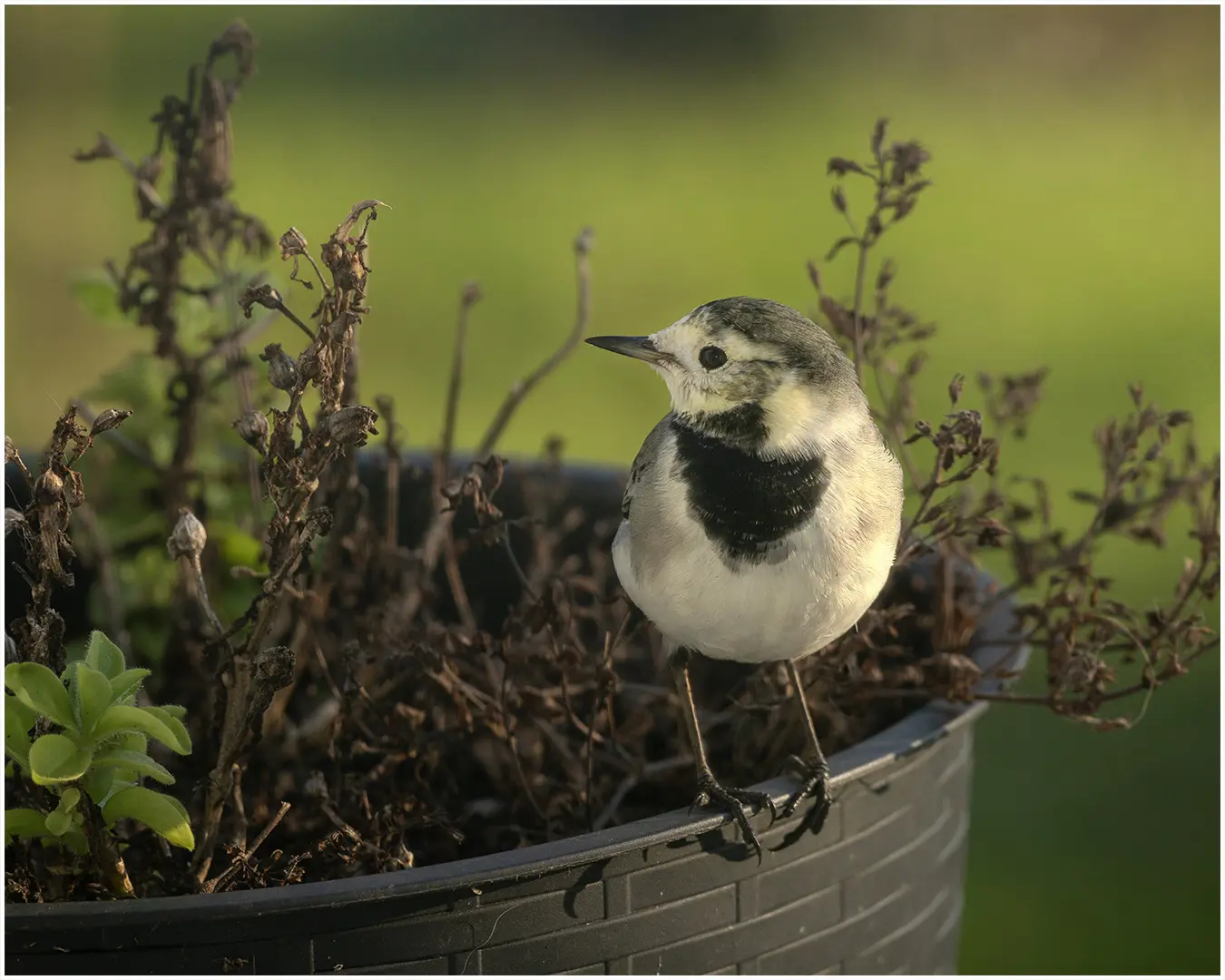 2025 Expo Wagtail awf