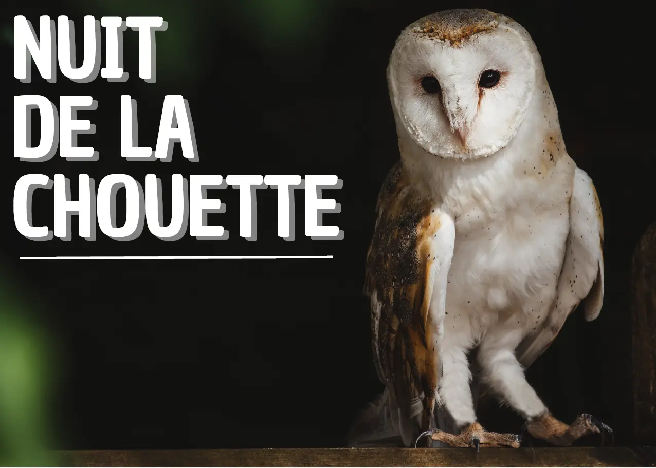 Nuit de la Chouette