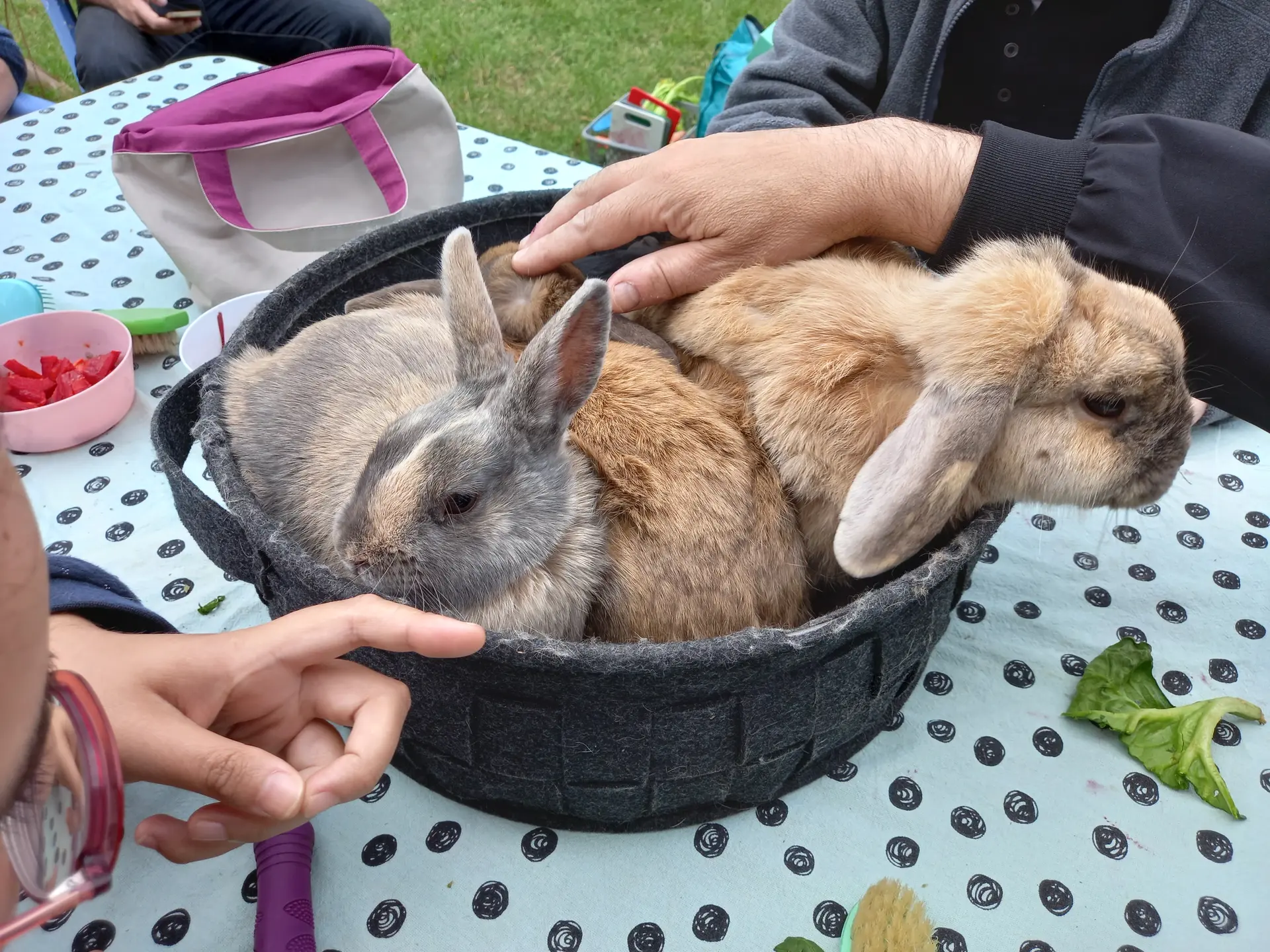 Marianimaux