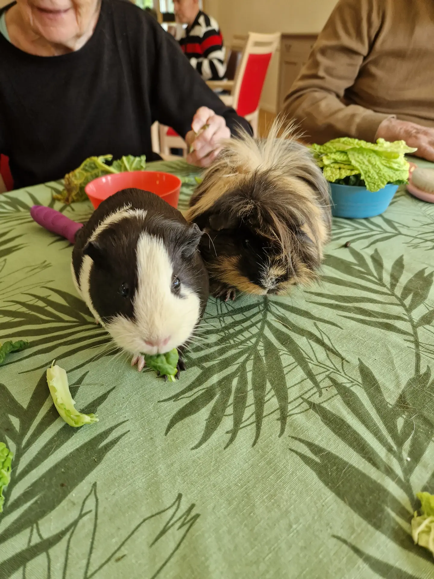 Marianimaux