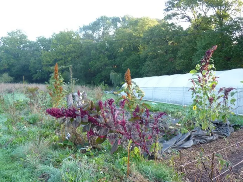 jardin-eden_atelier_participatif_permaculture_Concoret_DestinationBrocéliande