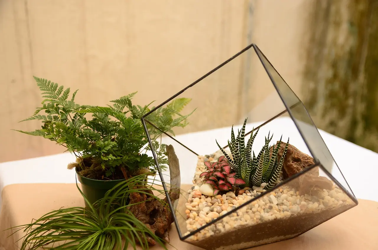 terrarium-2548384_1280