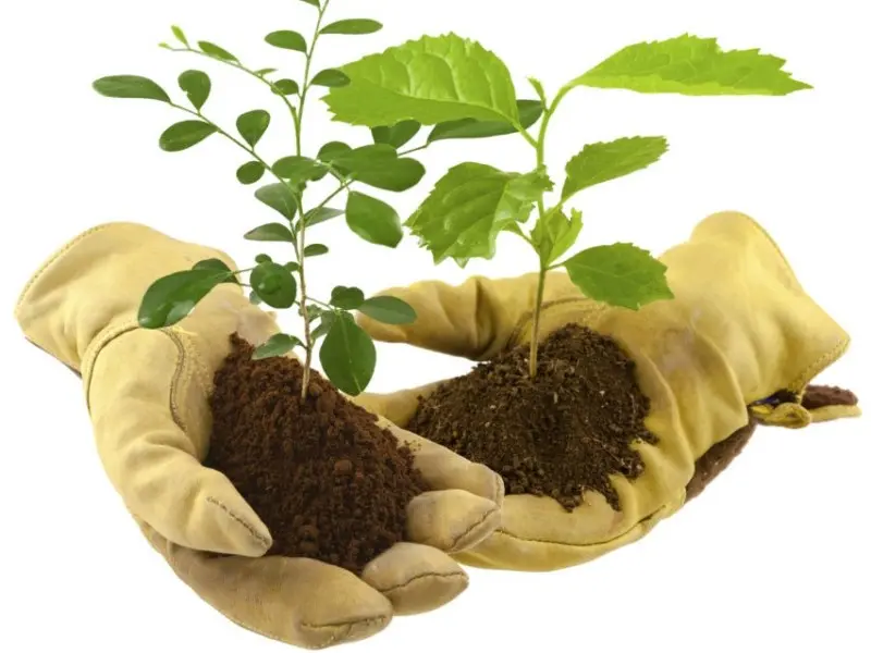 troc aux plantes - médiathèque - fête du végétal - ploërmel