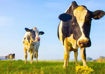 trois vaches_bd