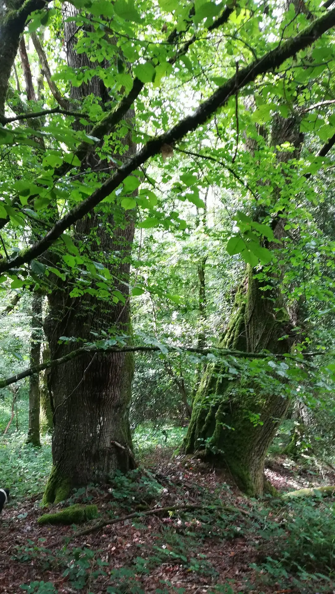 Balades créatives en forêt de Brocéliande
