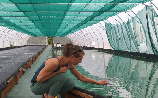 Production de spiruline sous serre à Locoal Mendon