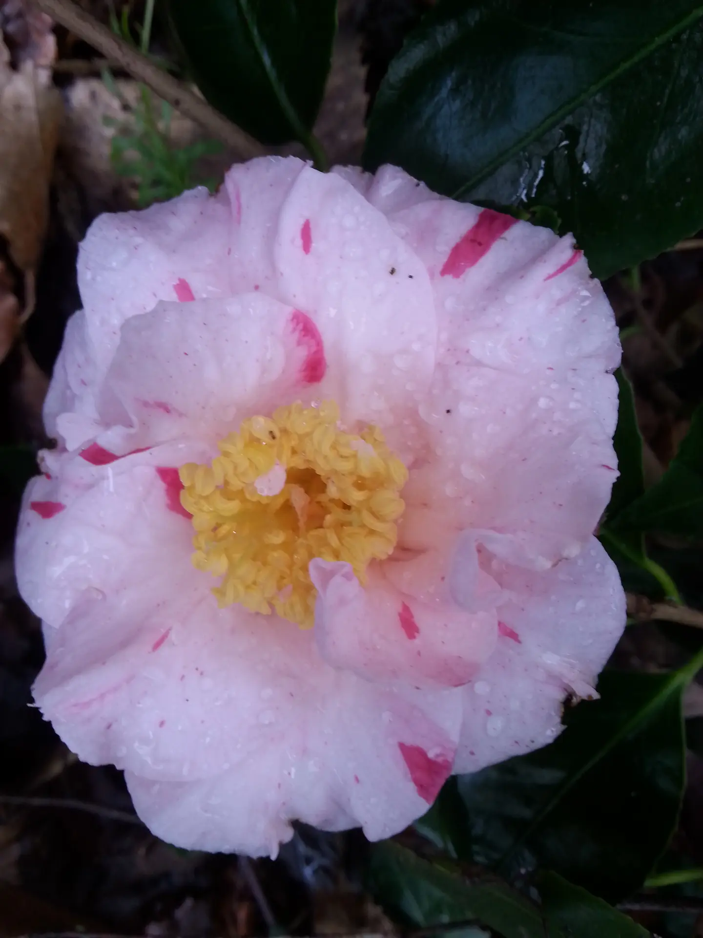 Camellia japonica 'Evellys'