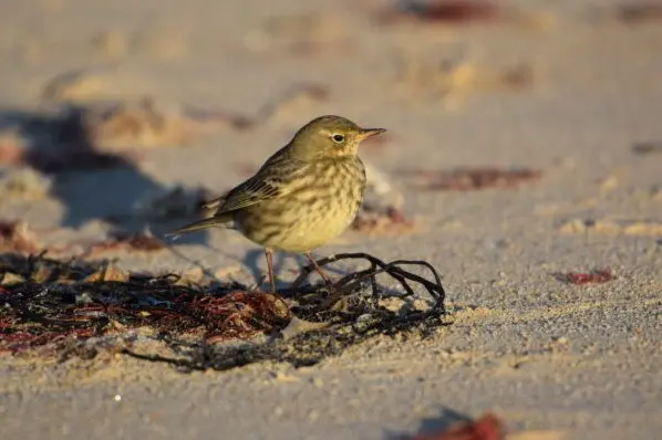 Visite nature Les oiseaux nicheurs de la barre d’Etel