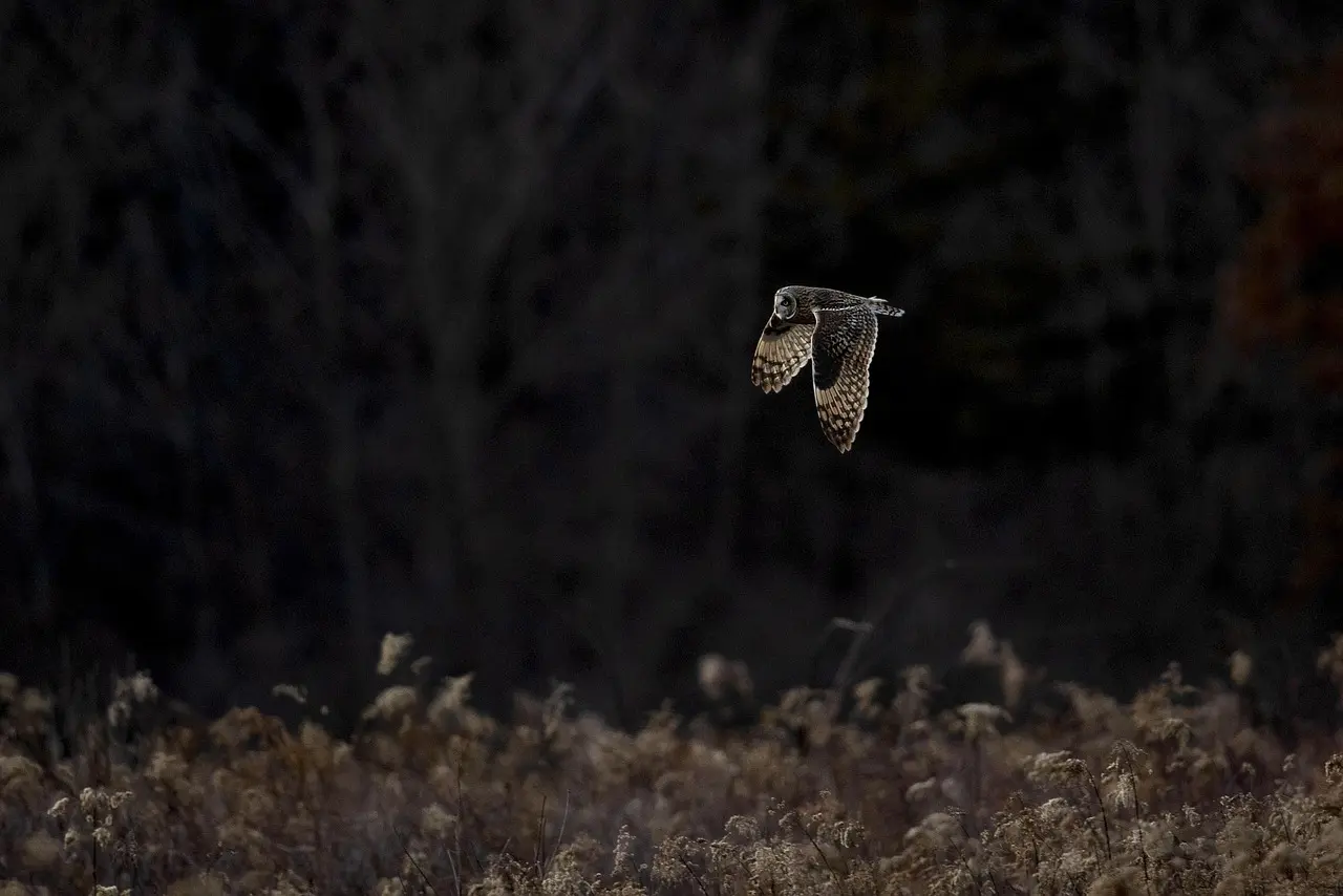 Chouette_vol_nuit©Barbara Starr Caroll_pixabay