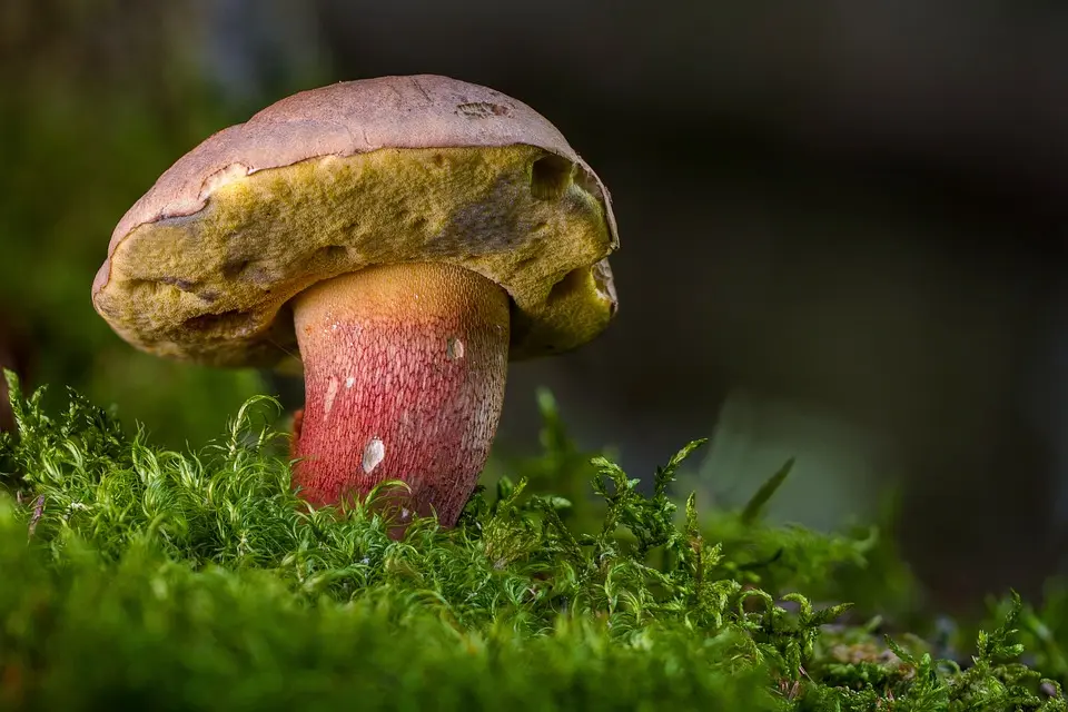 Champignon_Bolet©D.R.