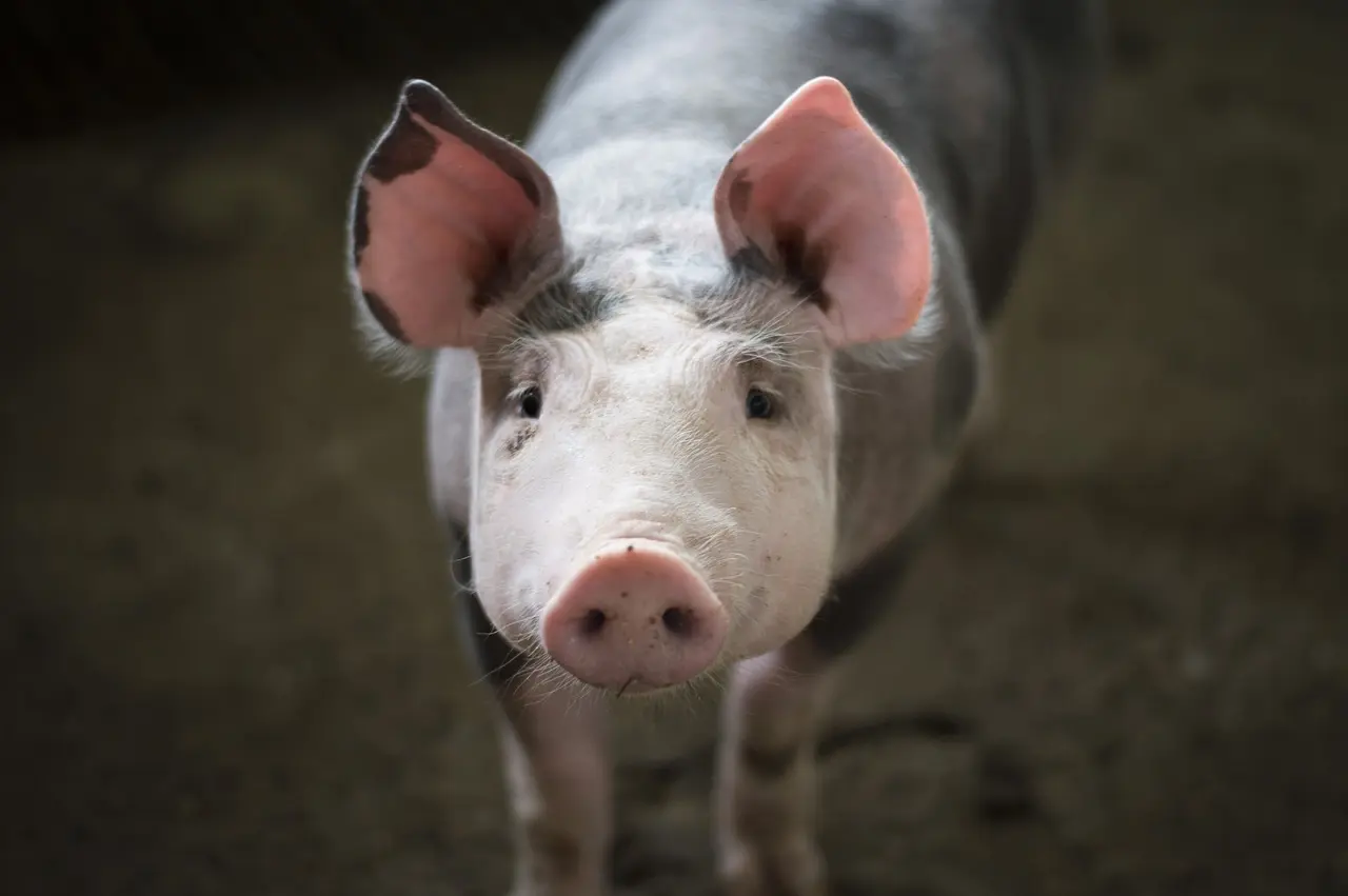 Cochon
