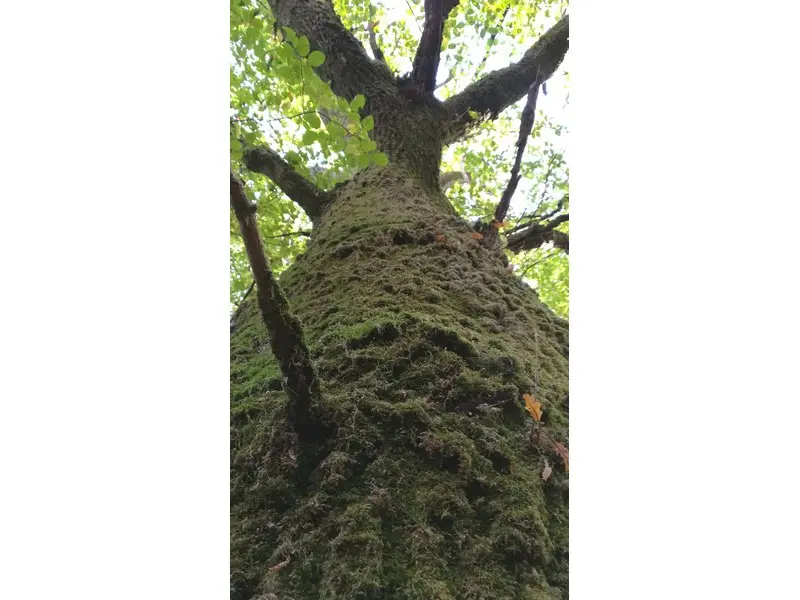 Balade créative en Brocéliande Beignon