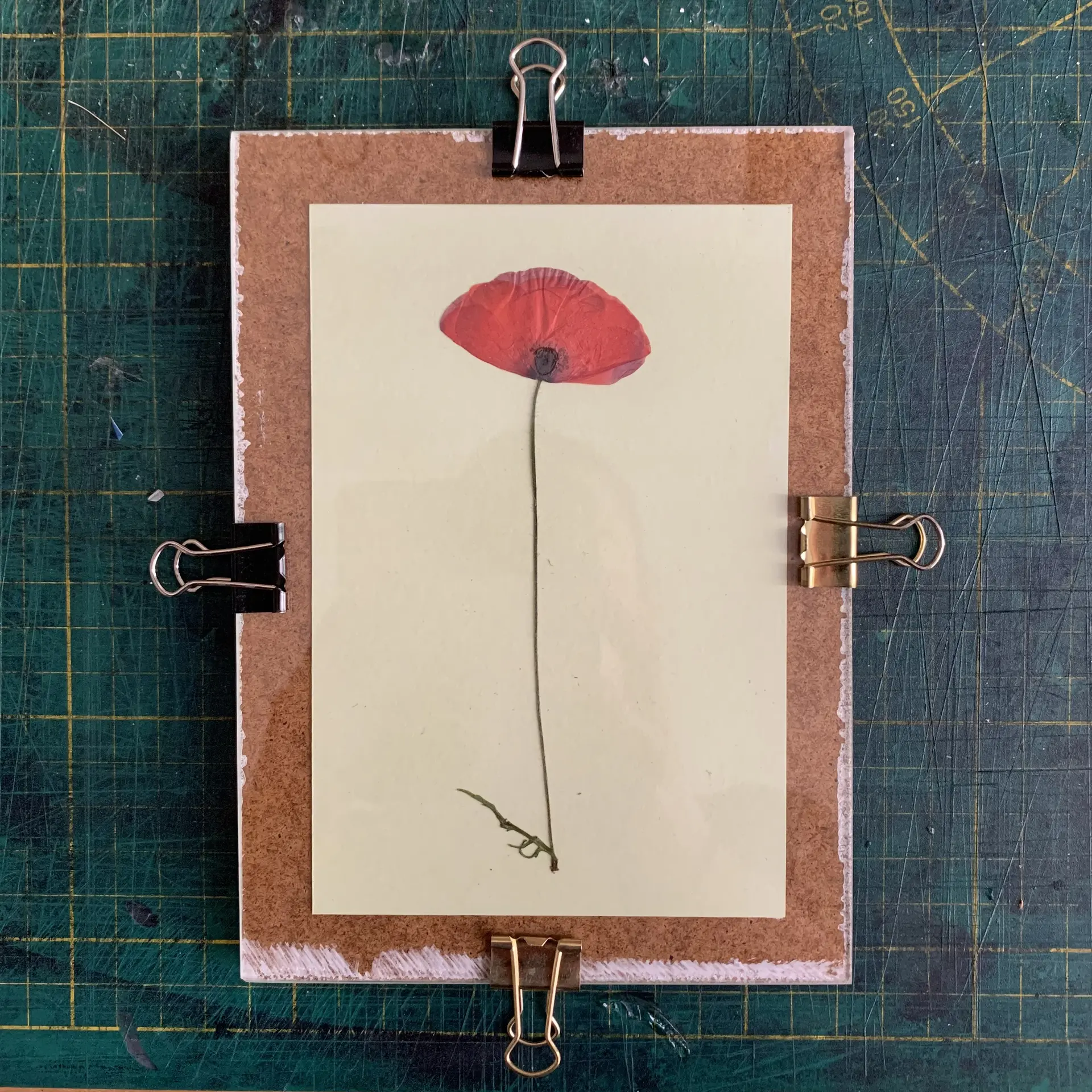 Cyanotype coquelicot