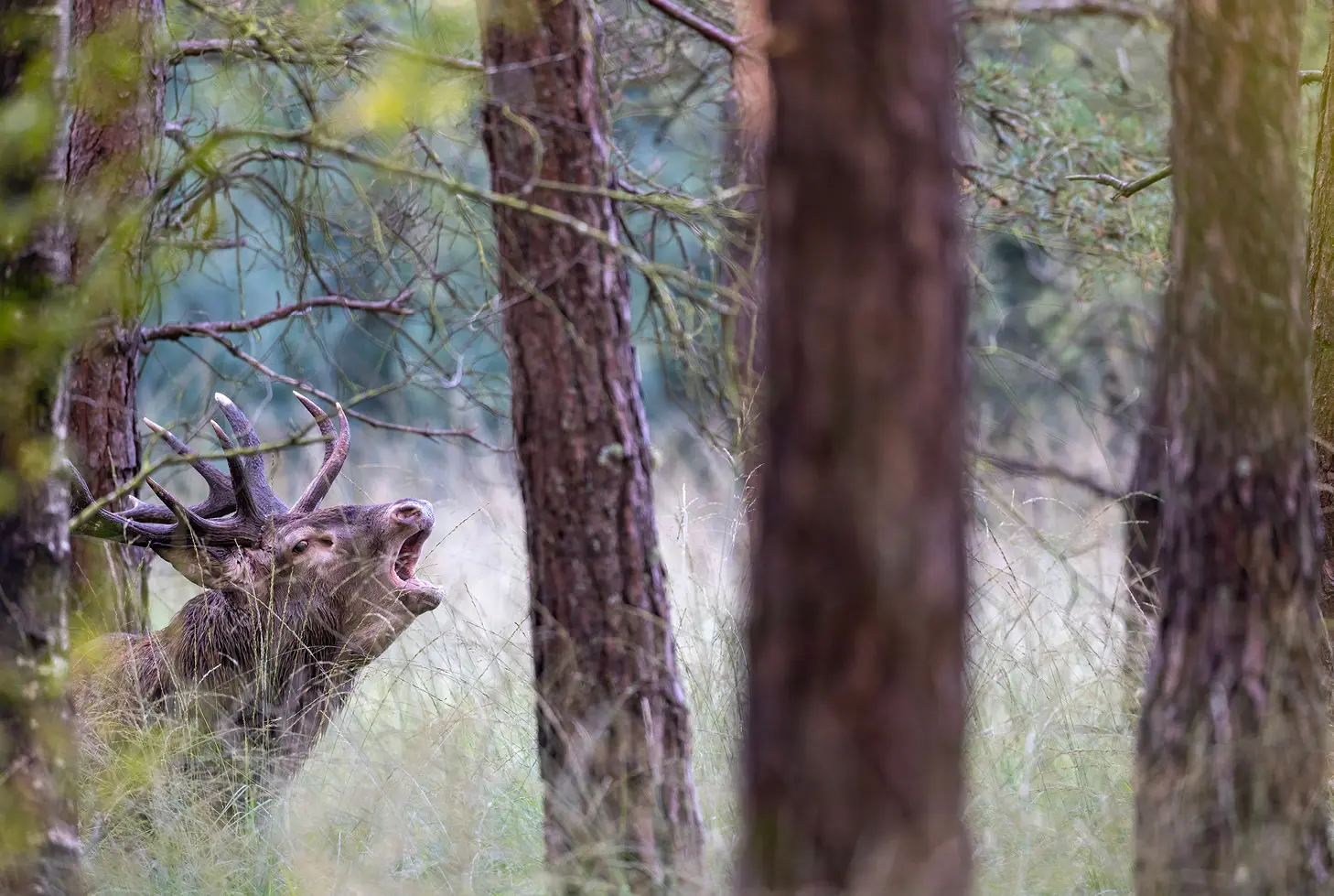 Le murmure des feuilles©Jean-Marie Seveno