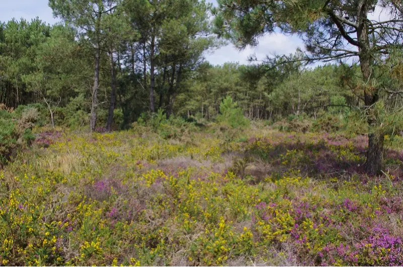 Nature extraordinaire-Menhirs-Monteneuf-2025