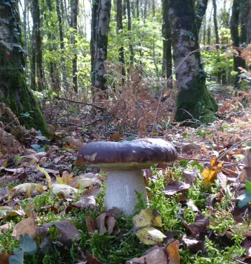 Champignon