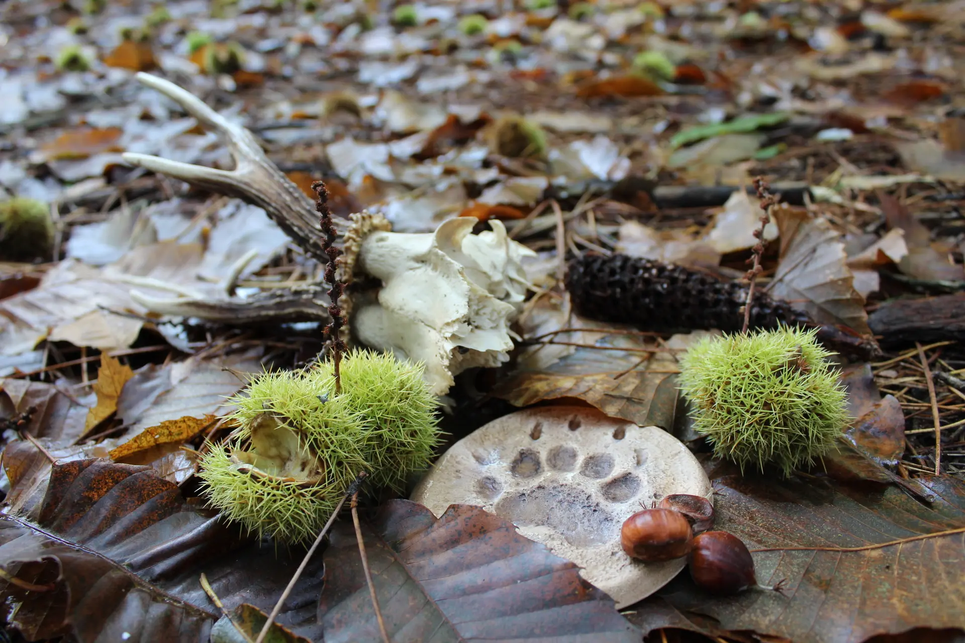 Traces et indices d'automne