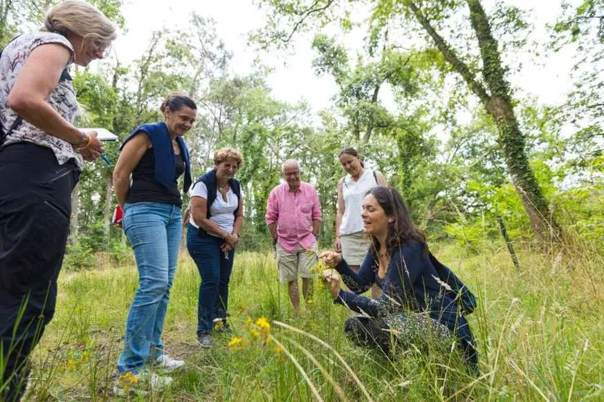 Découverte des plantes des chemins et sous-bois